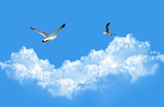 海鸥蓝天白云蓝色背景