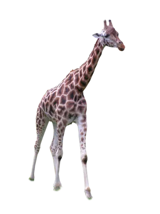 长颈鹿动物非洲鹿动物园设计素材