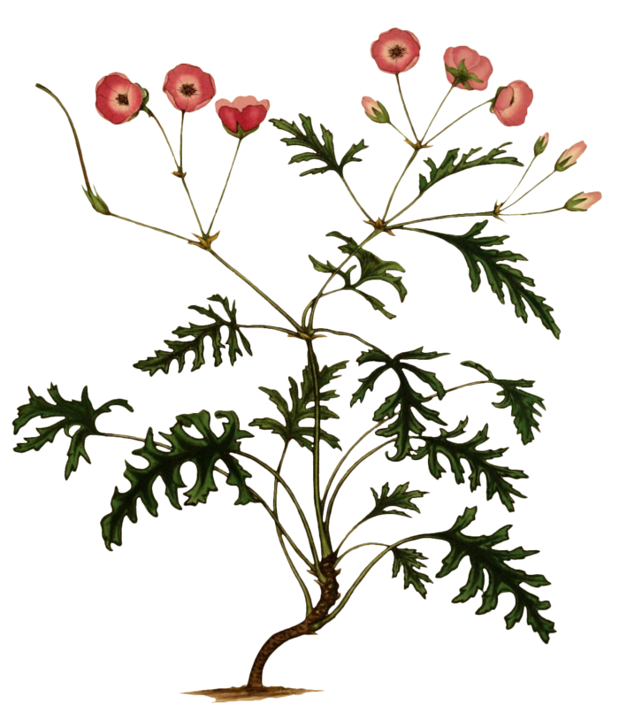 复古手绘植物花卉插画 免抠