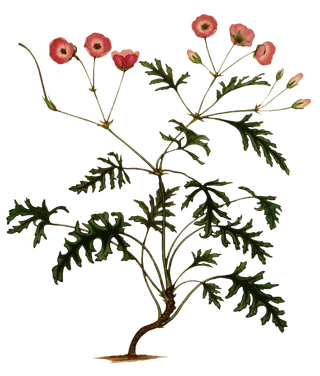 复古手绘植物花卉插画 免抠