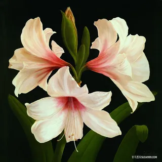 唯美喇叭花高清油画