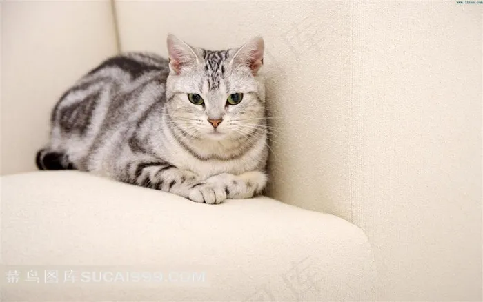 趴在沙发上的猫咪