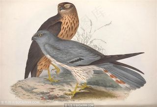 欧洲鸟类高清插画