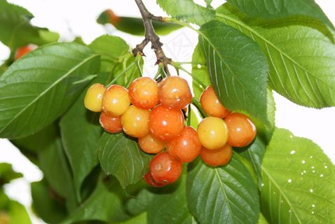 高清樱桃树图片下载