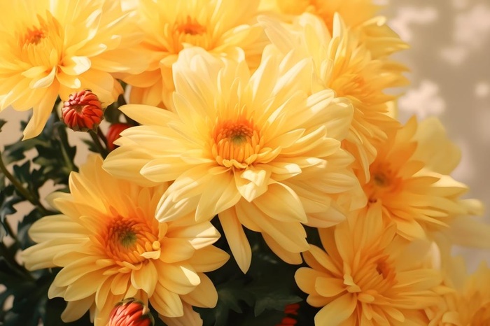 菊花光照摄影图