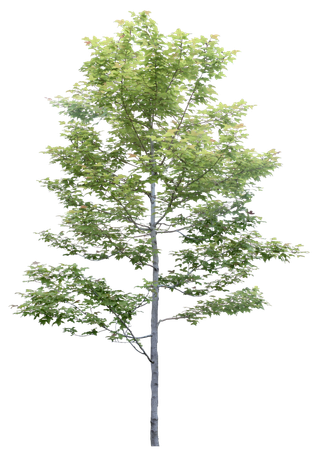 高清树木素材 免抠PSD植物素材 美术绘画园林贴图 树草灌木花草