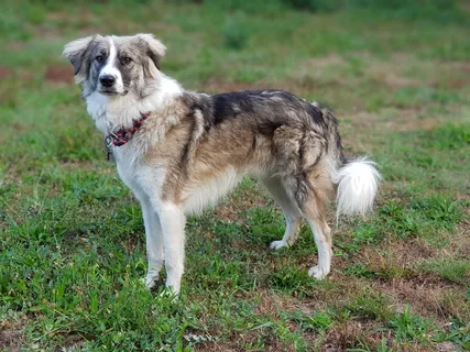 边境牧羊犬杂种图片 边境牧羊犬杂种图片