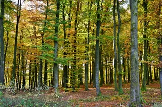 秋季森林树木风景图片