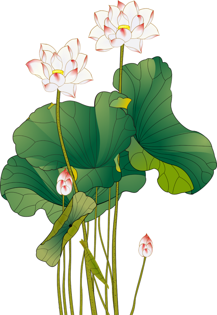 夏季荷花莲花植物 