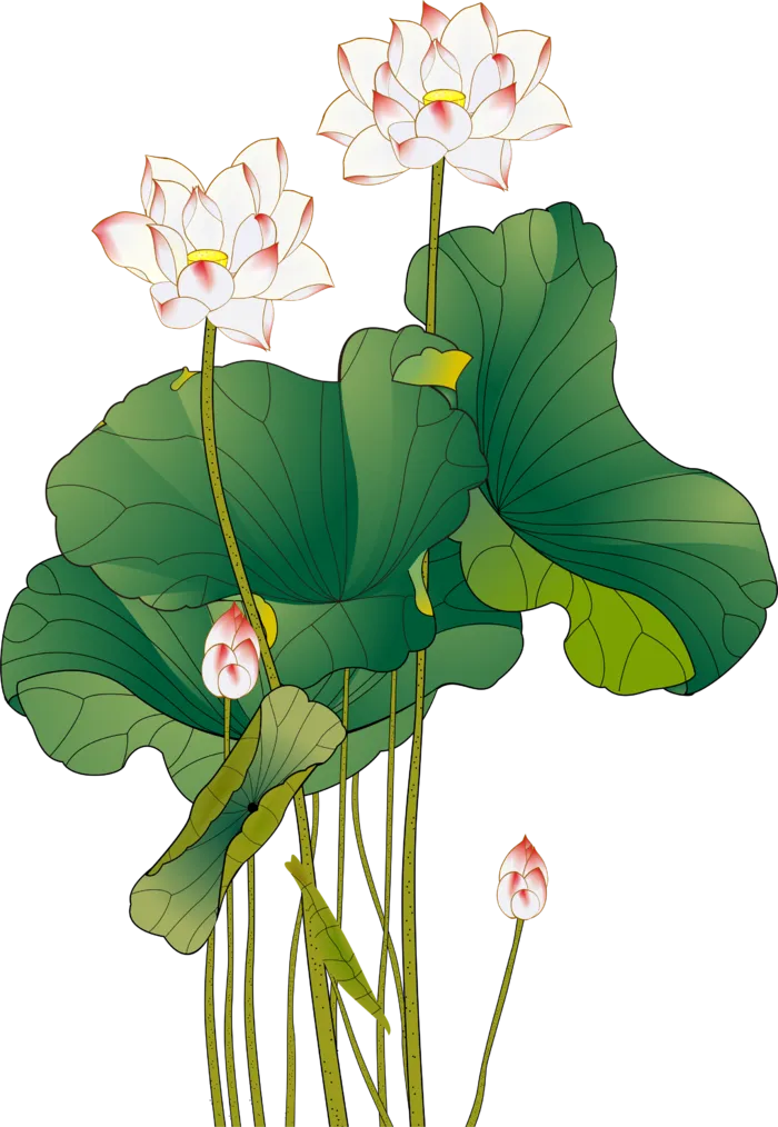 夏季荷花莲花植物 