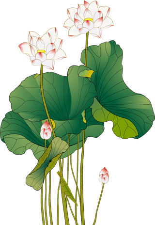 夏季荷花莲花植物 