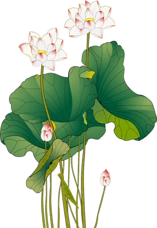 夏季荷花莲花植物 