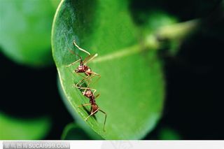 一只蚂蚁在叶片上