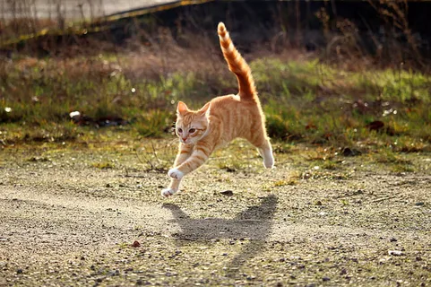 可爱猫咪 动物 素材 奶萌 (28) 可爱猫咪 动物 素材 奶萌 (28)