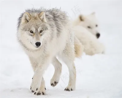 行走狼的图片 行走狼的图片