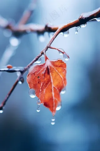 秋叶红色冰水珠背景