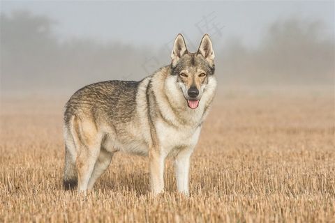 站在稻田的狼图片