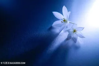 高清唯美逆光鲜花图片