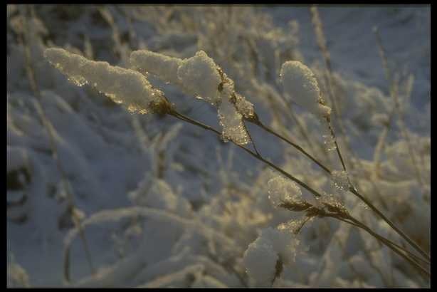 冰天雪地 646