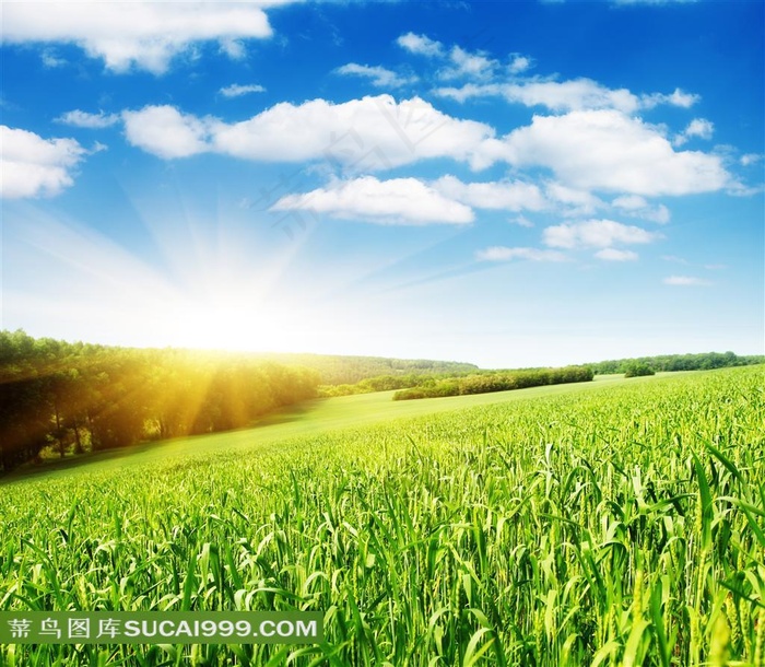 阳光下茁壮成长的麦田高清风景图片