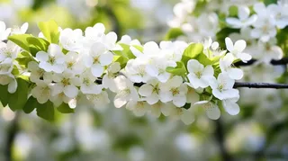 春天里盛开的李子树花摄影图