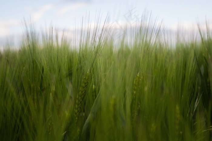 绿色麦田唯美图片