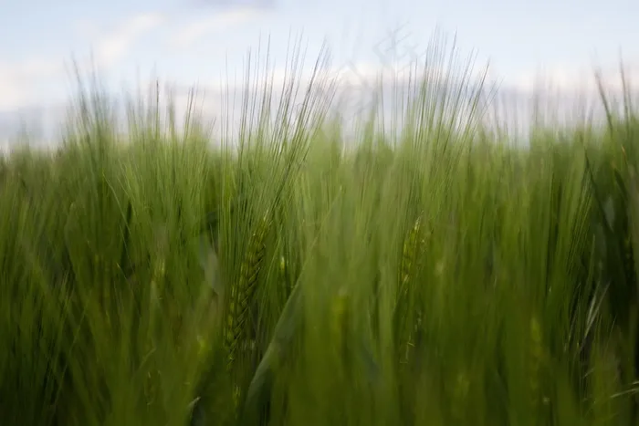 绿色麦田唯美图片