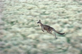 奔跑着的健硕袋鼠图片