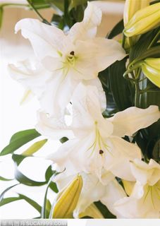 甜蜜婚礼-百合花 甜蜜婚礼-百合花