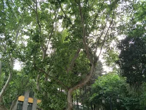 绿木从从清凉夏