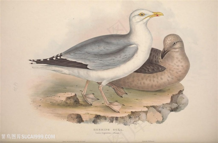 时尚水彩鸟儿装饰画插画