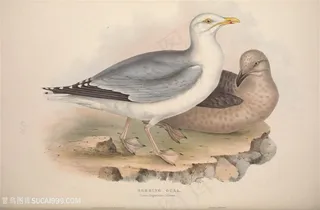 时尚水彩鸟儿装饰画插画