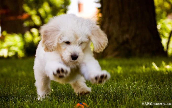草地狂奔的狗狗壁纸