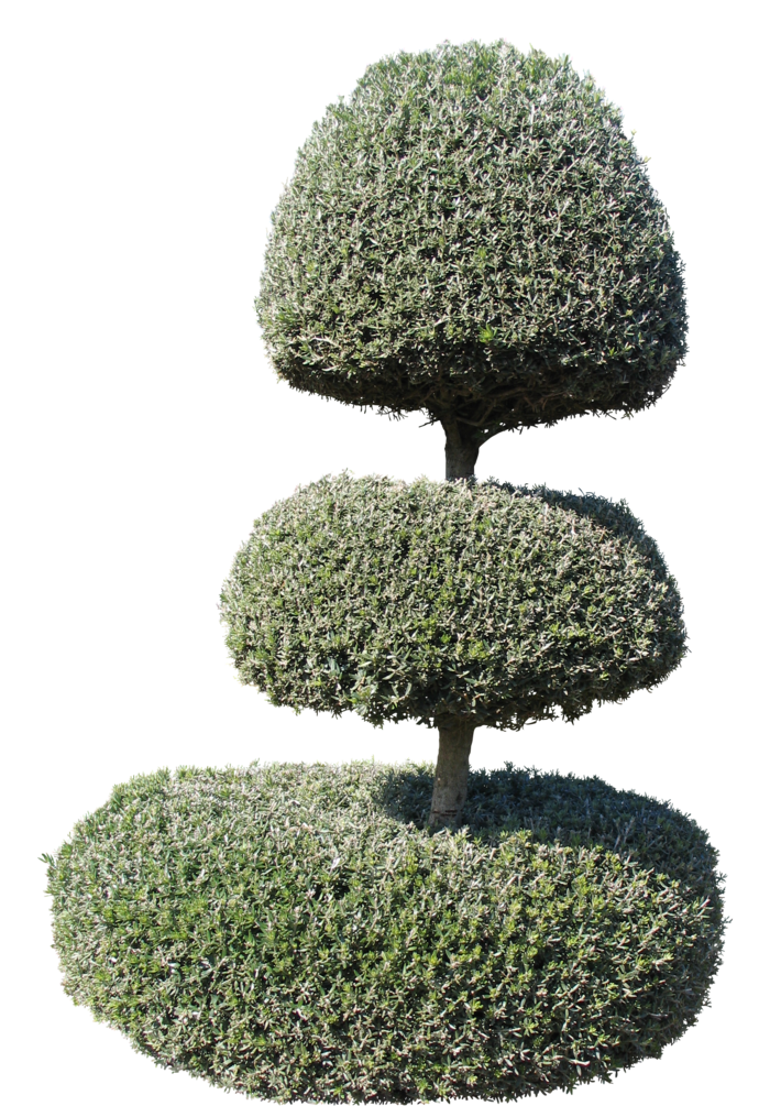 高清树木素材 免抠PSD植物素材 美术绘画园林贴图 树草灌木花草