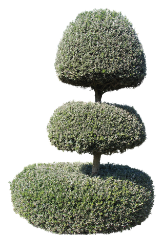 高清树木素材 免抠PSD植物素材 美术绘画园林贴图 树草灌木花草