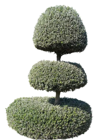 高清树木素材 免抠PSD植物素材 美术绘画园林贴图 树草灌木花草