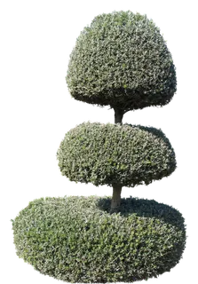 高清树木素材 免抠PSD植物素材 美术绘画园林贴图 树草灌木花草 高清树木素材 免抠PSD植物素材 美术绘画园林贴图 树草灌木花草