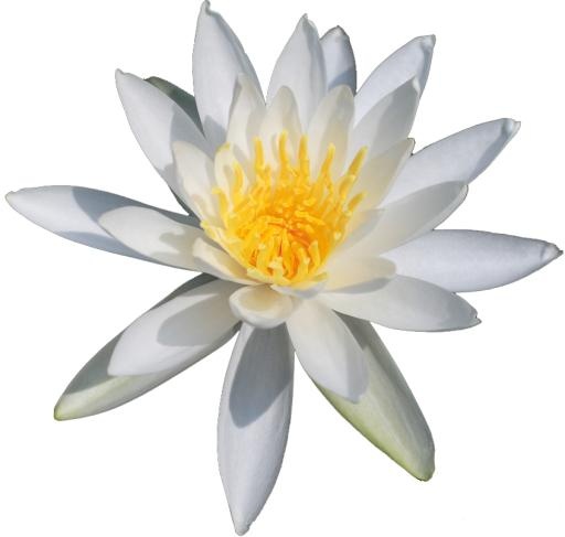 莲花 PNG免抠(846x806)