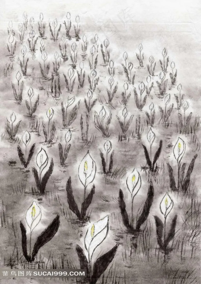 马蹄莲花朵水墨画图片
