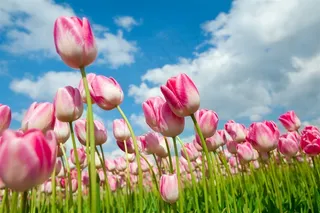 粉色郁金香花海鲜花图片