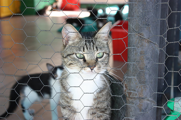可爱猫咪 动物 素材 奶萌 (90)