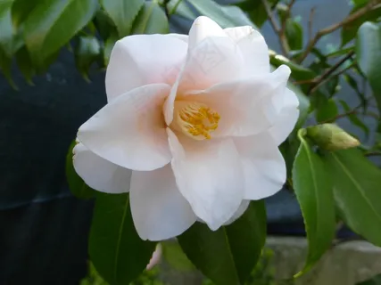 美丽山茶花图片 美丽山茶花图片