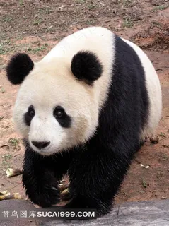 正面高清大熊猫图片