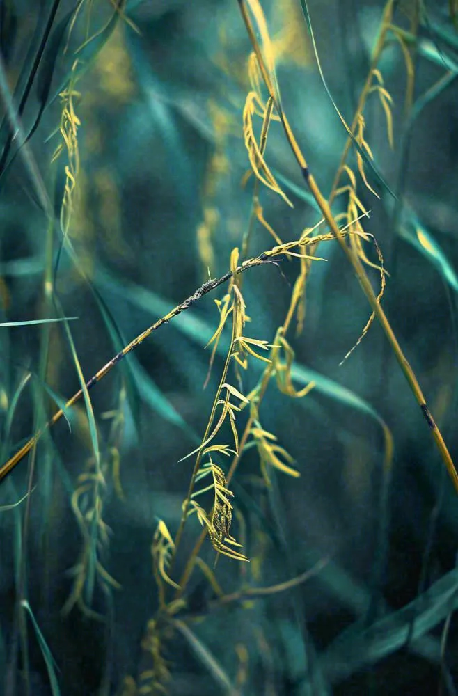 秋天秋叶森林墨绿树枝枝叶，暗黑风(896x1360)