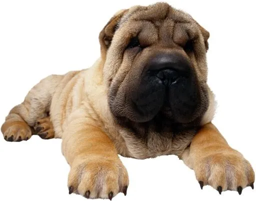 狗 PNG免抠(3083x2424)