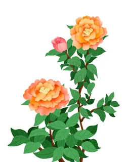 手绘国潮中国风古典牡丹花国花花卉装饰图案PSD设计素材 手绘国潮中国风古典牡丹花国花花卉装饰图案PSD设计素材
