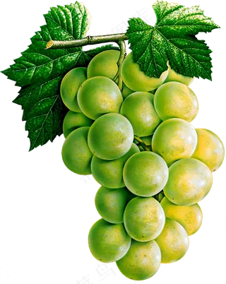 葡萄免抠素材 (5)