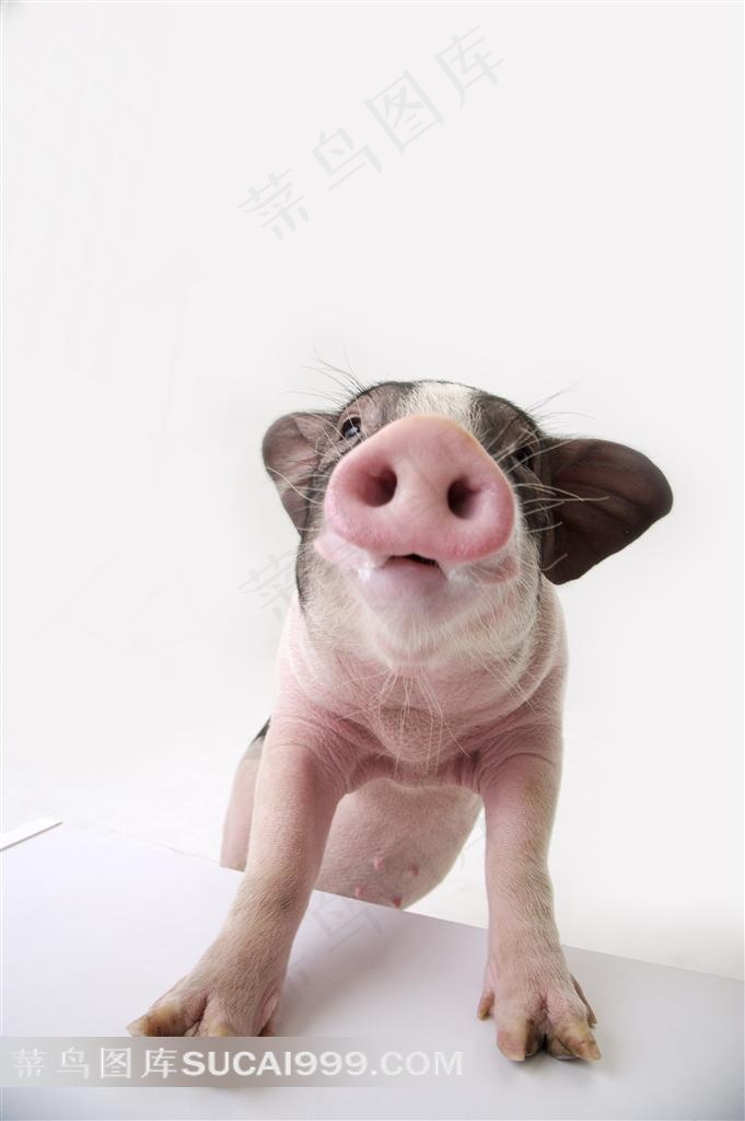 滑稽的宠物猪摄影图片