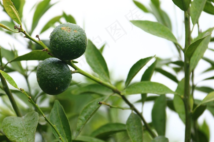 绿色的小清新柑橘树高清摄影