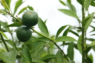 绿色的小清新柑橘树高清摄影